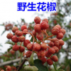 野生袍花椒樹苗 品種優良上等粒大產量高豐產快 基地直銷果農首選