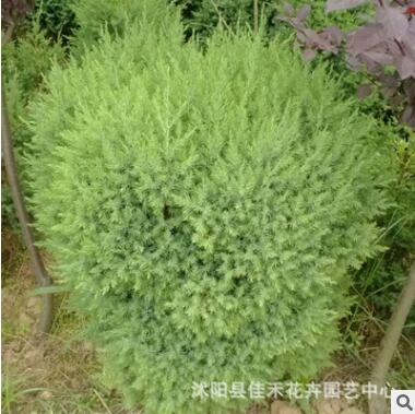 批發(fā)檜柏小苗 四季常青綠化檜柏小苗 規(guī)格齊全