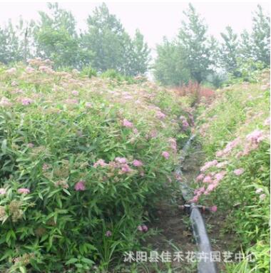 苗圃供應(yīng)金山繡線(xiàn)菊 園林地被觀花植物繡線(xiàn)菊苗規(guī)格齊全