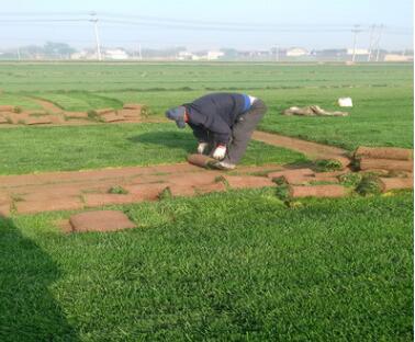 供應山東地區(qū)專用四季青草坪種子，護坡綠化草坪