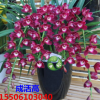 批發盆栽蘭花苗大花蕙蘭蟬蘭虎頭蘭大花惠蘭苗春蘭建蘭墨蘭花苗