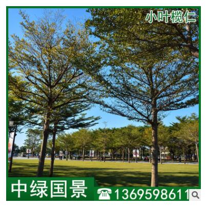 小葉欖仁價(jià)格 細(xì)葉欖仁 綠化苗木 移植苗批發(fā)