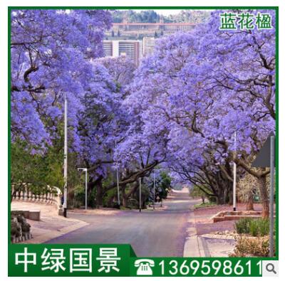 藍(lán)花楹批發(fā) 地苗移植苗 綠化樹 風(fēng)景樹