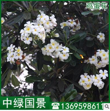 雞蛋花報(bào)價(jià) 風(fēng)景樹 福建綠化苗木 移植苗地苗批發(fā)