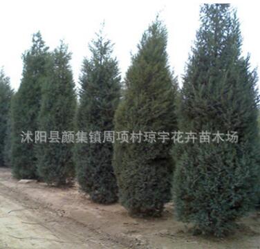 苗圃直銷北京檜柏樹 四季常青 蜀檜 檜柏樹 綠化環(huán)境檜柏樹