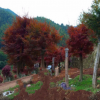 紅楓樹(shù)嫁接紅楓 美國(guó)紅楓日本三季紅中國(guó)紅楓 常年紅楓樹(shù)