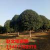 苗木基地直銷精品桂花樹(shù) 桂林全州八月金桂 廣西四季桂批發(fā)