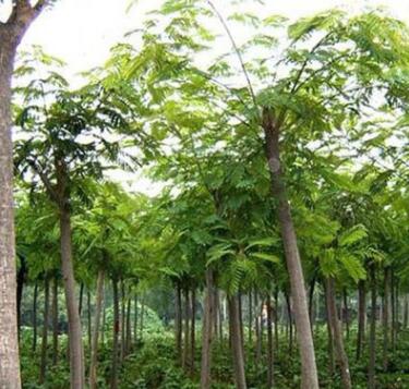 基地批發(fā)合歡樹苗園林道樹小區(qū)綠化工程合歡小苗規(guī)格齊全量大從優(yōu)