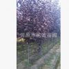 苗圃長期批發(fā)優(yōu)質(zhì)【紫葉稠李】叢生紫葉稠李 山桃稠李