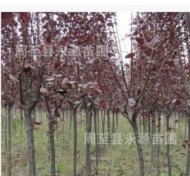 陜西周至大量供應1-20公分紅葉李 紫葉李園林綠化苗木批發