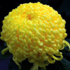 特價(jià)批發(fā)黃菊花種子 草花種子 發(fā)芽率高 貨源足 量大優(yōu)惠
