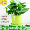批發(fā)環(huán)保植物 綠蘿室內(nèi)綠植盆栽 吸收甲醛 家庭綠色植物帶盆價(jià)