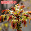 批發(fā)紅油香椿種子 四季芽苗菜種子專用 陽臺(tái)菜園 香椿樹種