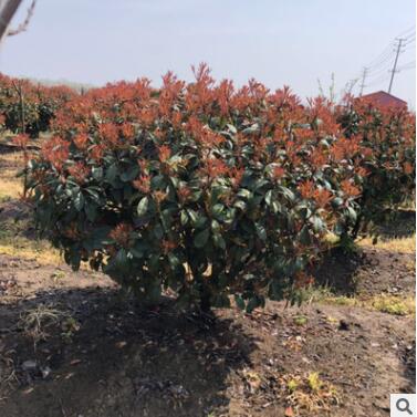 基地直銷 紅葉石楠球、紅葉石楠樹、紅葉石楠小樹