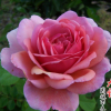 批發(fā)優(yōu)質(zhì)歐洲月季花苗 肯特公主 庭院陽(yáng)臺(tái)觀花盆栽植物基地直銷