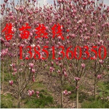 批發(fā)紫玉蘭苗 黃玉蘭樹紫玉蘭樹苗基地 白玉蘭苗 大規(guī)格工程苗