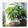 濃香花卉 白蘭花 室內綠色植物盆栽 辦公室客廳花草綠植 凈化空氣