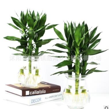 水培觀音竹 盆栽花卉 室內(nèi)植物防輻射蓮花竹觀音竹開運竹水培竹子