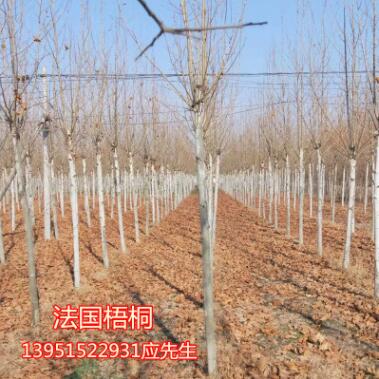 欒樹(shù)苗櫸樹(shù)苗樸樹(shù)苗法國(guó)梧桐樹(shù)西府海棠苗垂絲海棠苗