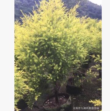 福建精品黃金香柳（黃金寶樹）千層金批發(fā) 基地直銷黃千層
