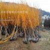 低價(jià)批發(fā)工程綠化苗木 黃金槐苗 黃金槐樹 金枝國槐樹