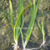 矮化苦草耐寒矮生苦草 矮苦草 常綠苦草 亞洲苦草 水生態(tài)沉水植物