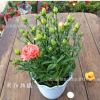 批發(fā)康乃馨盆栽 花卉植物 母愛(ài)象征 母親節(jié)禮物 室內(nèi)花卉綠植