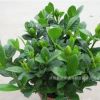 盆栽梔子花苗 室內(nèi)芳香綠植 小葉牡丹梔子花苗 香味獨(dú)特花型好