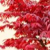 批發(fā)美國(guó)紅楓小苗 紅楓樹(shù)苗 日本紅楓苗 基地直銷