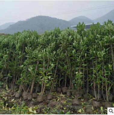 基地直銷法國(guó)冬青常綠籬笆珊瑚樹各種工程綠化灌木品種齊全