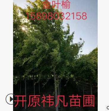 產(chǎn)地直銷 單桿金葉榆 金葉榆造型樹 樹形優(yōu)美 小區(qū)綠化