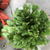 供應室內花卉多肉植物盆栽 青青花卉種植基地批發多品種蟹爪蘭