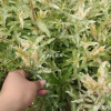 花葉杞柳 樹苗基地直銷 彩葉樹種 觀葉植物 苗圃批發 價格實惠