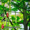 基地直銷供應(yīng)各種樹苗 優(yōu)質(zhì)楓楊樹苗 速生行道樹 規(guī)格齊全楓楊