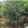 黃櫨樹苗批發(fā)工程綠化苗木美國(guó)黃櫨 庭院園林綠化苗木