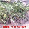 山東苗圃工程綠化苗木直銷 法國(guó)冬青小苗 法青 冬青小苗