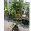 羅漢松小型盆景樹， 專業培育批發種苗園林裝飾植物擺件