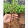 杜鵑小苗，可直接用于綠化 專業培育批發種苗園林裝飾植物擺件