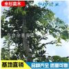 批發林木景觀樹 樸樹 綠化苗 基地直銷 叢生樸樹