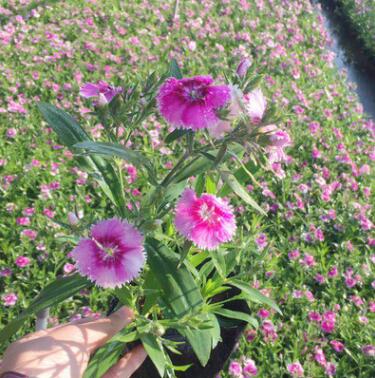 供應(yīng)花海建設(shè) 地被花卉 公園道路庭院芳香石竹花卉