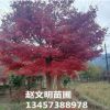 基地供應(yīng)園林綠化樹(shù) 中國(guó)紅楓 廣西紅楓 紅楓觀賞樹(shù)