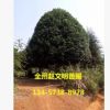 產(chǎn)地貨源 嫁接桂花樹(shù) 高30cm-200cm 常綠性黃色系自產(chǎn)自銷