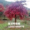 紅楓 精品紅楓 美國(guó)紅楓 紅楓樹(shù) 綠化植物 廣西紅楓