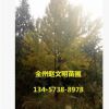 工程綠化樹(shù) 銀杏小樹(shù) 銀杏樹(shù) 規(guī)格齊全占地好白果