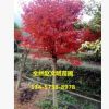 日本紅楓 批發(fā) 園林綠化木 紅楓嫁接樹(shù) 紅楓