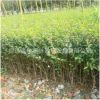 供應(yīng)小葉女貞樹(shù)苗 小葉女貞球 綠化工程苗各規(guī)格齊全小葉女貞批發(fā)