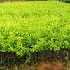 杜鵑杯苗，可直接用于綠化 專業培育批發種苗園林裝飾植物擺件