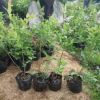 批發(fā)庭院盆栽果樹藍莓 當年結(jié)果南北方種植 藍莓果樹