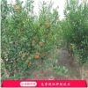 批發(fā)石榴樹苗果樹苗 品種保證 成活率高 自家種植石榴樹苗