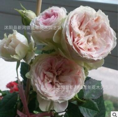 景之藝月季 歐月盆栽陽臺(tái)切花 門廊絨球 庭院植物勤花 四季花開不